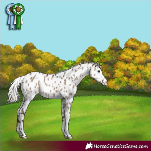 Horse Color:Silver Brown Dun Appaloosa 