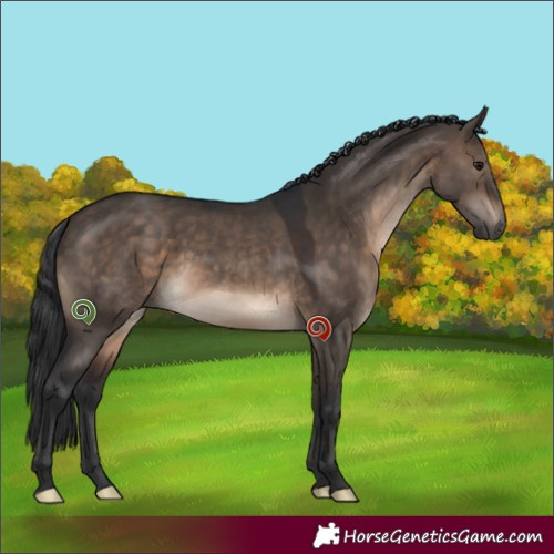 Horse Color:Brown Dun Sabino 
