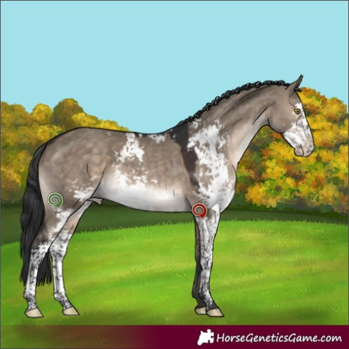 Horse Color:Brown Dun Sabino 