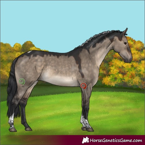 Horse Color:Brown Dun Sabino Tobiano 