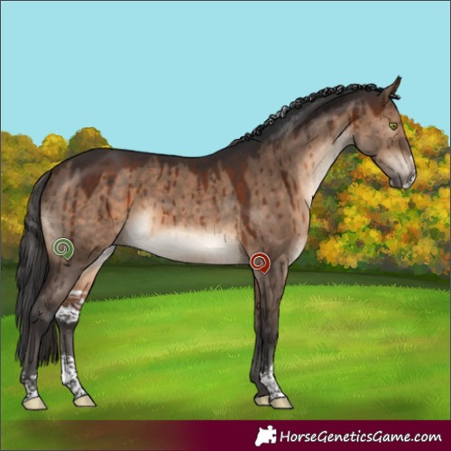Horse Color:Brown Dun Sabino Brindle 