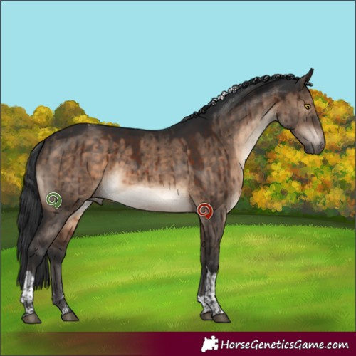Horse Color:Brown Dun Sabino Tobiano Brindle 