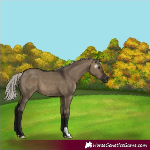 Horse Color:Gray Silver Brown Dun 