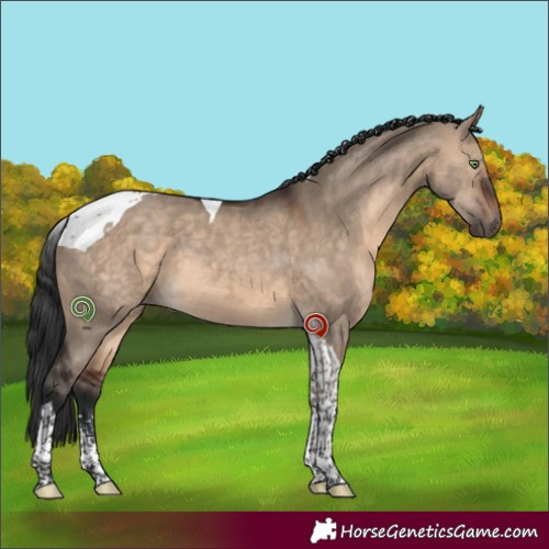 Horse Color:Brown Dun Sabino Tobiano 
