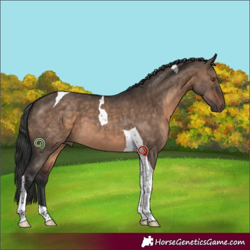 Horse Color:Brown Dun Tobiano 