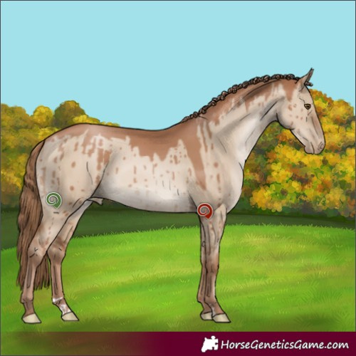 Horse Color:Grullo Pearl Sabino Brindle 
