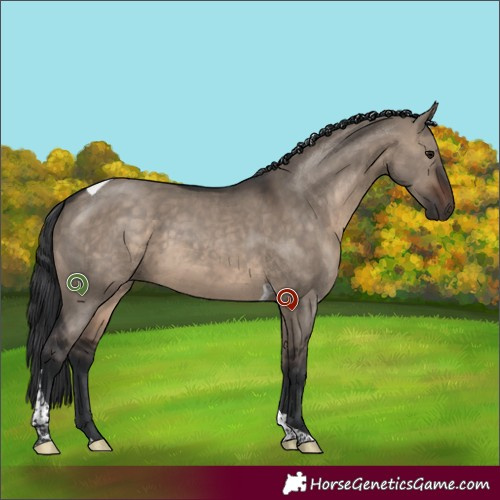 Horse Color:Brown Dun Tobiano 