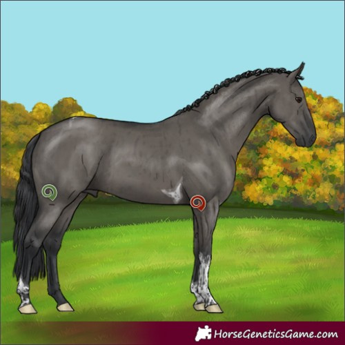 Horse Color:Grullo Sabino Tobiano Brindle 