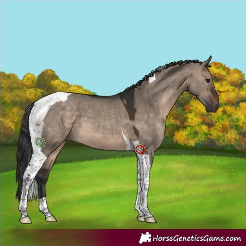 Horse Color:Brown Dun Tobiano 