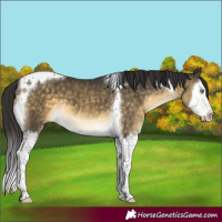 Horse Color:Buckskin Mushroom Splash Tobiano