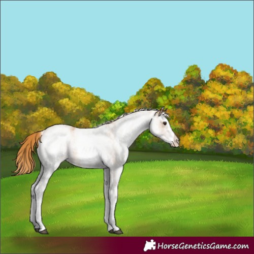 Horse Color:White Spotted Chestnut 