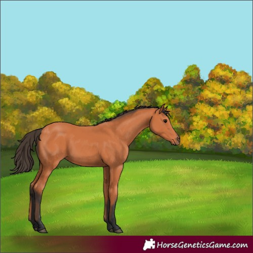 Horse Color:Bay 