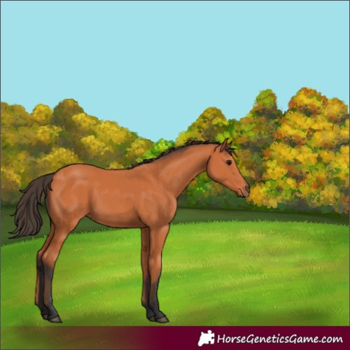 Horse Color:Bay 