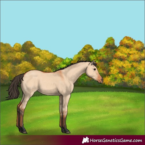 Horse Color:Bay Dun 