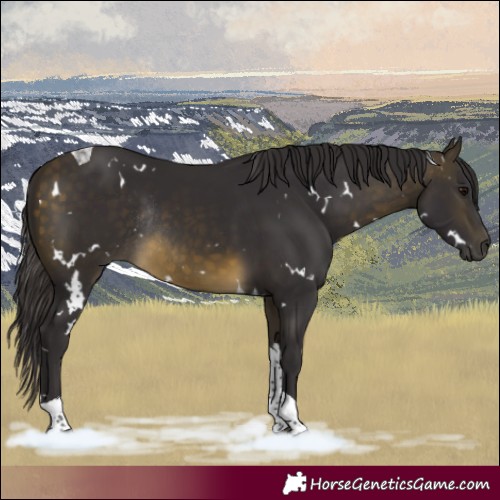 Horse Color:White Spotted Buckskin Tobiano Rabicano