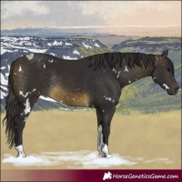 Horse Color:White Spotted Buckskin Tobiano Rabicano 
