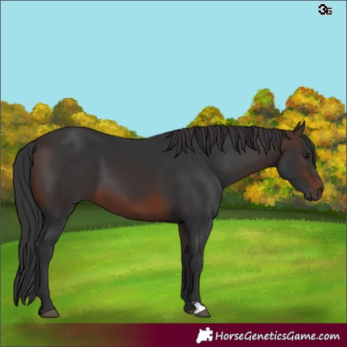 Horse Color:Brown 