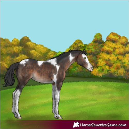 Horse Color:Brown Splash Tobiano 