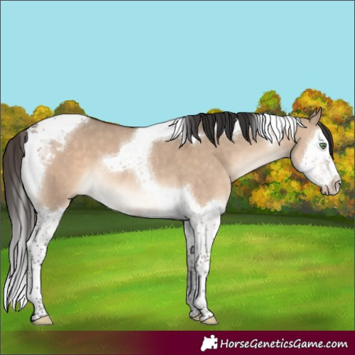 Horse Color:Brown Dun Splash Tobiano 