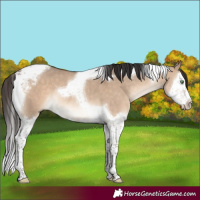 Horse Color:Brown Dun Splash Tobiano
