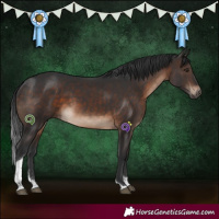 Horse Color:White Spotted Brown Tobiano 