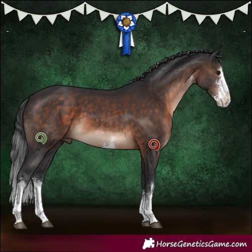 Horse Color:White Spotted Brown 