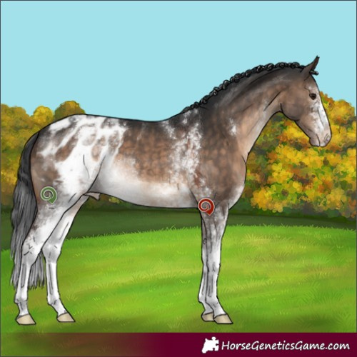 Horse Color:White Spotted Brown Dun Blanket 