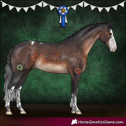 Horse Color:White Spotted Brown Appaloosa 