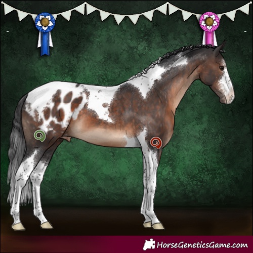 Horse Color:White Spotted Brown Tobiano Appaloosa 