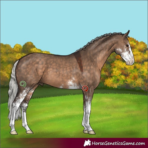 Horse Color:Silver Brown Dun Sabino 
