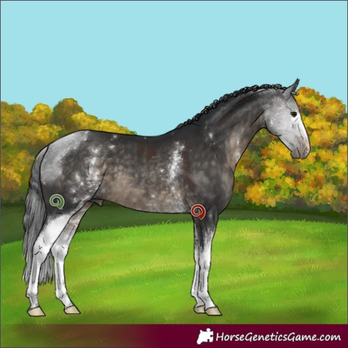 Horse Color:White Spotted Brown Dun 