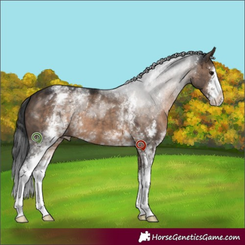 Horse Color:White Spotted Brown Dun Sabino 
