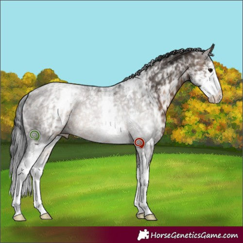 Horse Color:White Spotted Brown Dun Sabino 