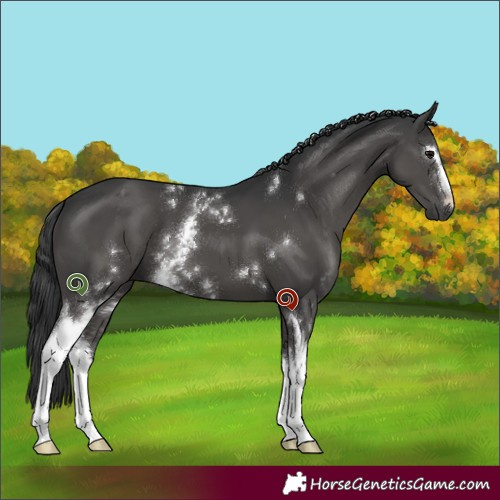 Horse Color:White Spotted Grullo 