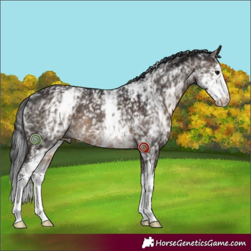 Horse Color:White Spotted Brown Dun 