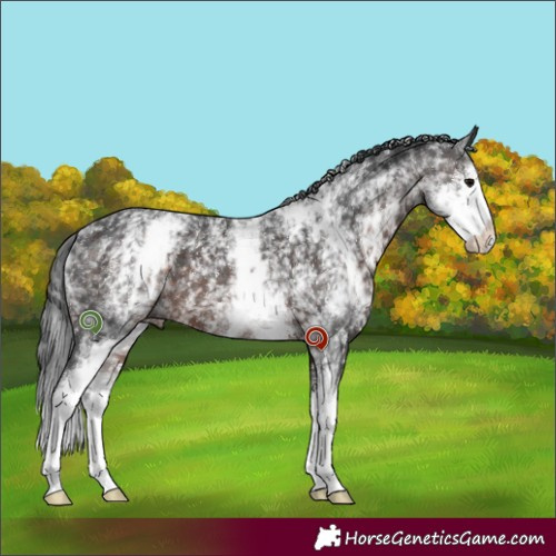 Horse Color:White Spotted Brown Sabino 