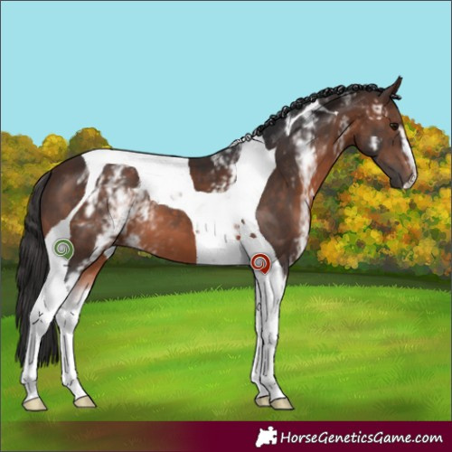 Horse Color:White Spotted Brown Tobiano 