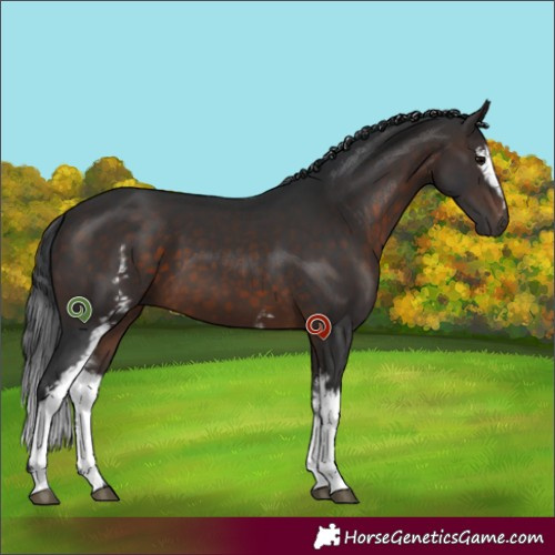 Horse Color:White Spotted Brown Sabino 