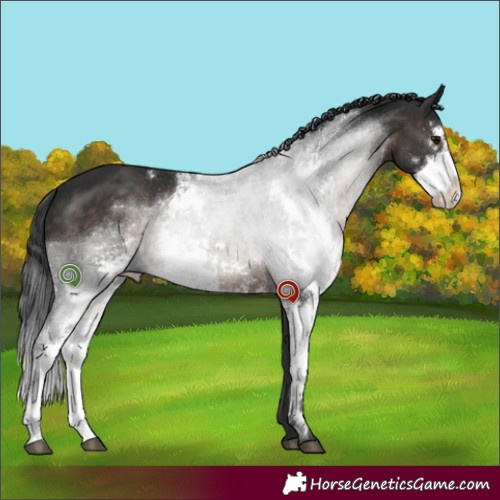 Horse Color:Brown Dun Sabino 