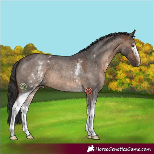 Horse Color:White Spotted Brown Roan Dun 