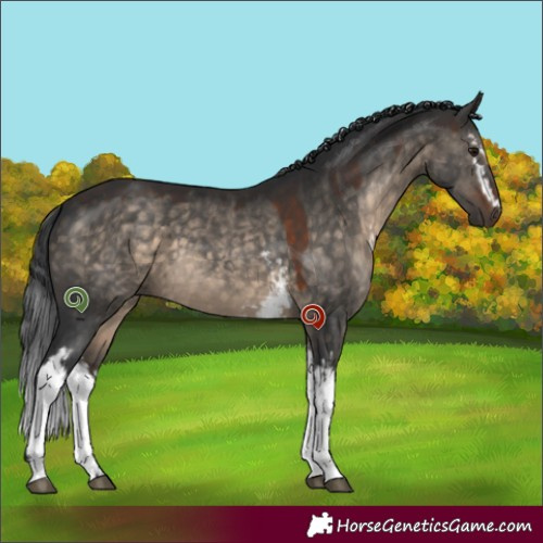 Horse Color:White Spotted Brown Dun Sabino 
