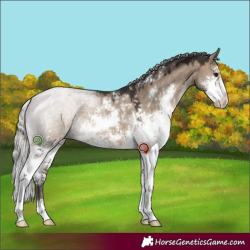 Horse Color:Silver Brown Dun Sabino 
