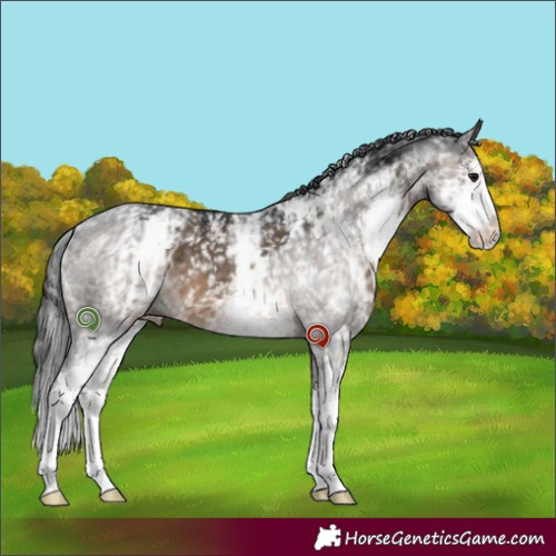 Horse Color:White Spotted Brown Dun Sabino 