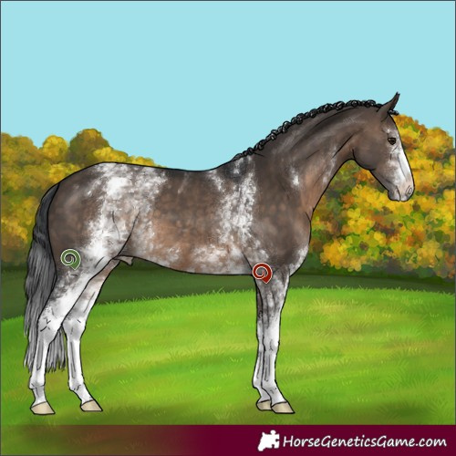 Horse Color:White Spotted Brown Dun 