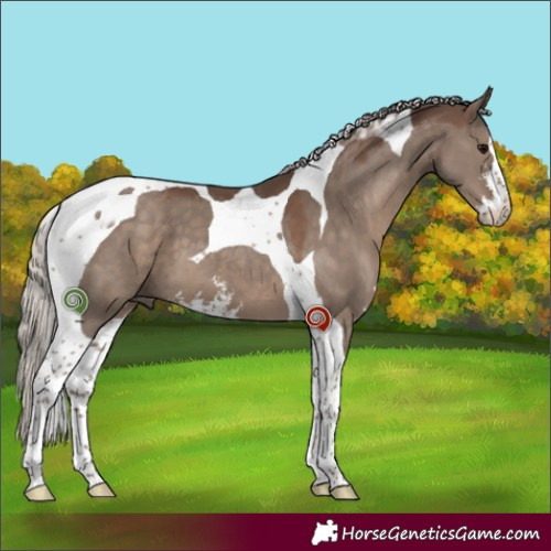Horse Color:Silver Grullo Sabino Tobiano 
