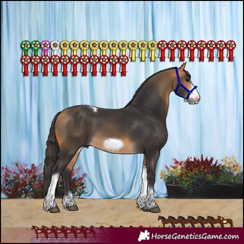 Horse Color:Buckskin Tobiano Frame 