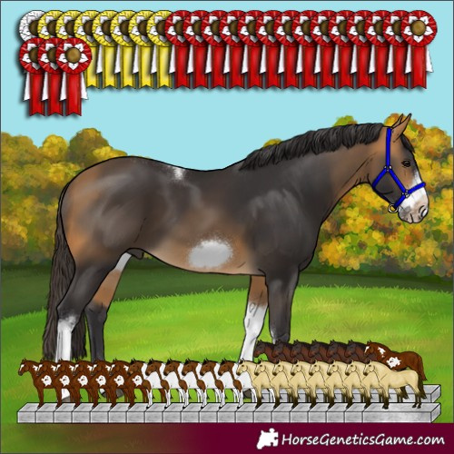 Horse Color:Buckskin Tobiano Frame 