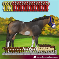 Horse Color:Buckskin Tobiano Frame 