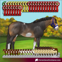 Horse Color:Buckskin Tobiano Frame 