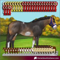 Horse Color:Buckskin Tobiano Frame 